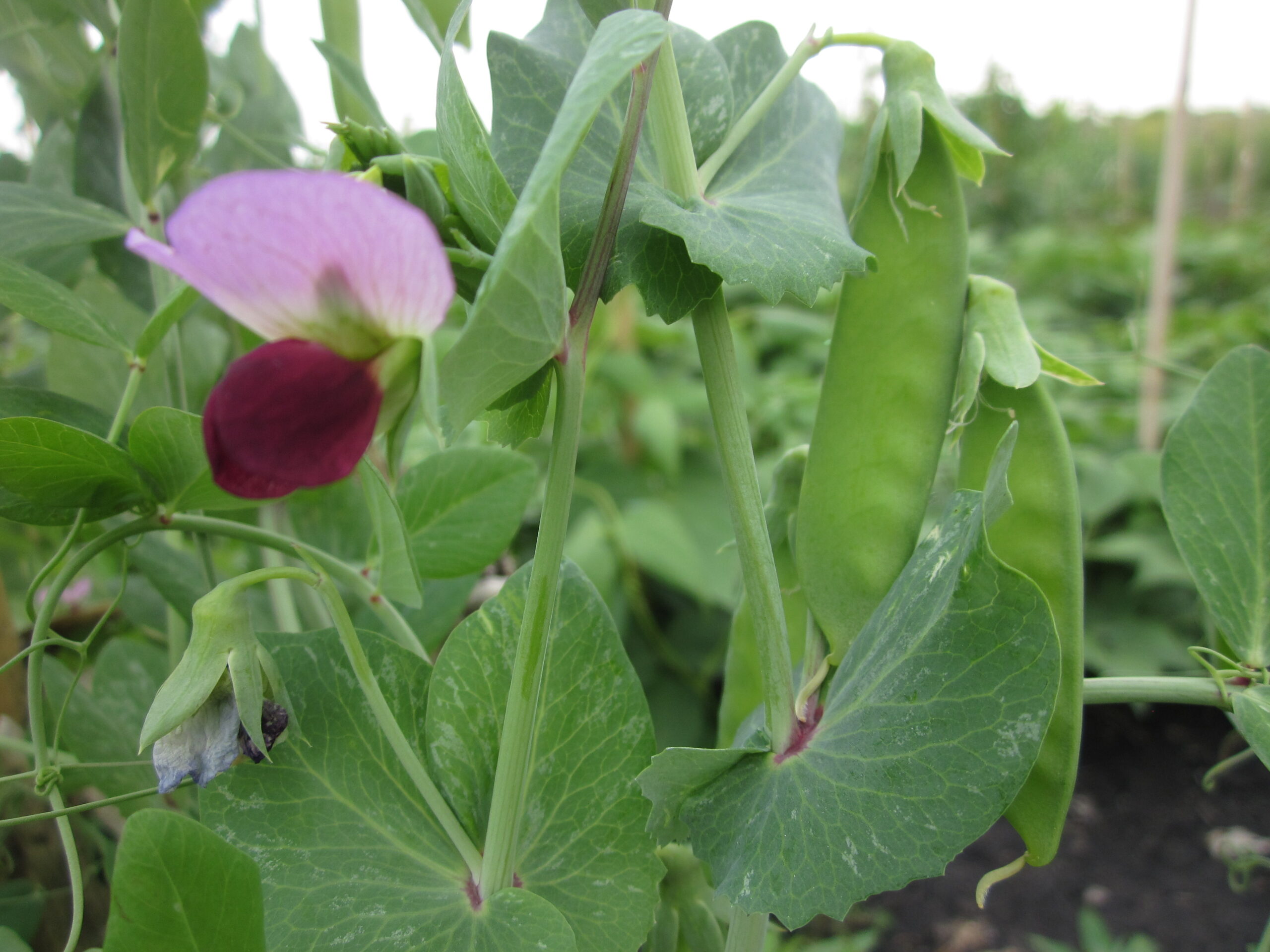 Dwarf Gray Sugar Peas